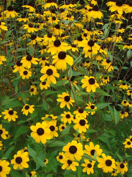 Rudbeckia triloba